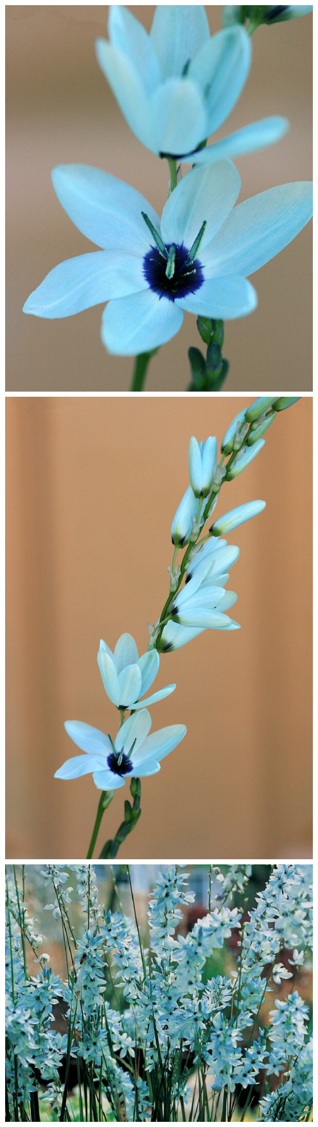 植物秀#ixia viridiflora.绿松石鸢尾