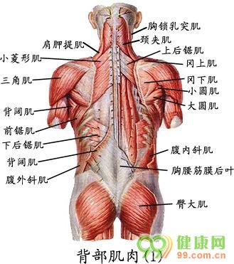 人体解剖图 背部肌肉