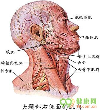 人体解剖图 头颈部右侧面的肌肉