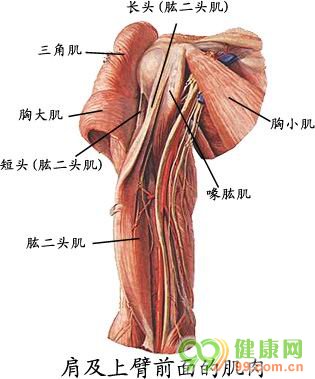 人体解剖图 肩及上臂前面的肌肉