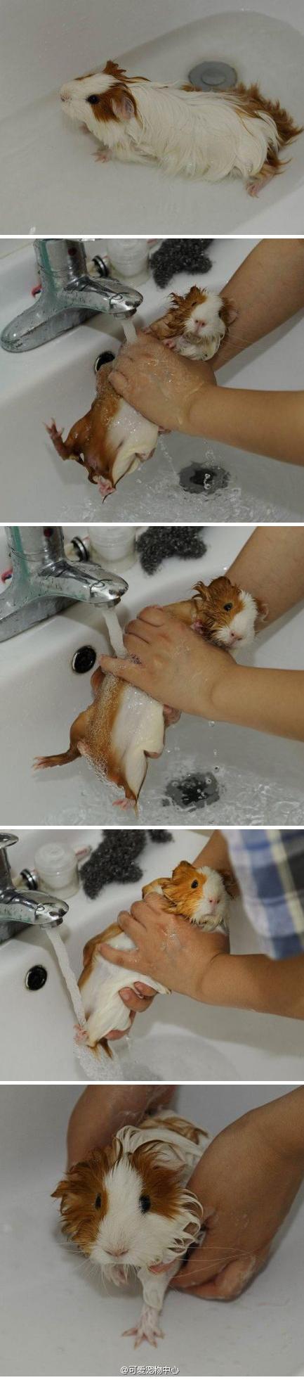 豚鼠宝宝洗澡中