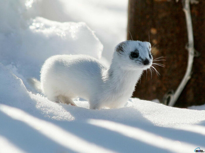 雪貂