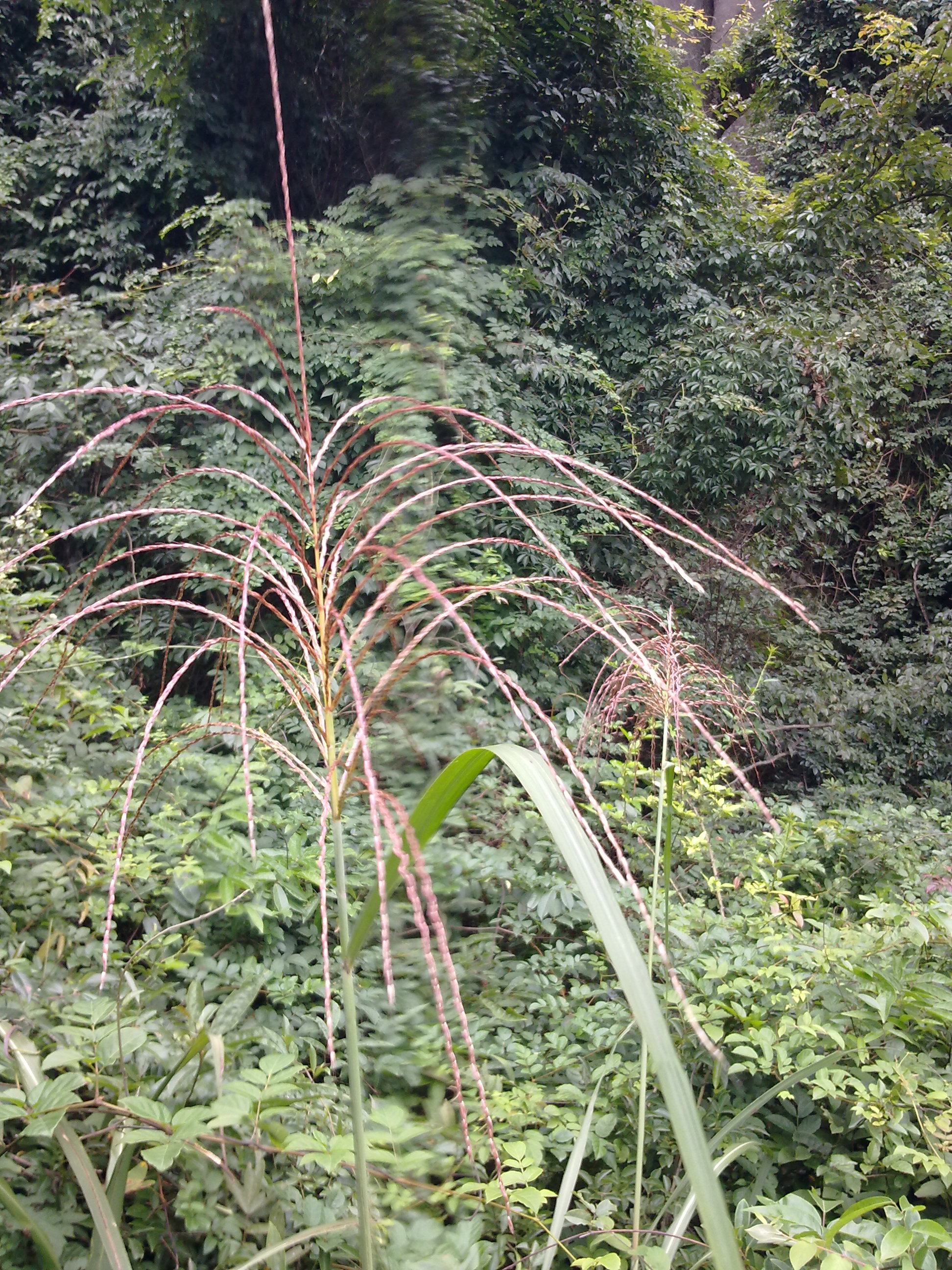 野草