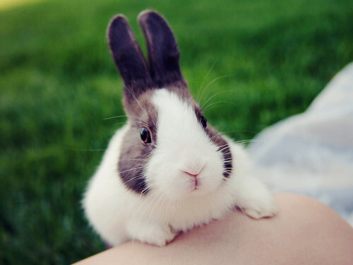 cute rabbit!