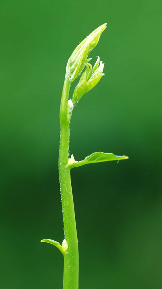 初春的嫩芽安卓壁纸 540x960-风景壁纸-漂