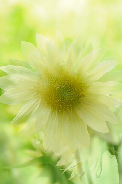 sunflower,花,flower,sunflower,一朵,花梦,繁花,手机壁纸