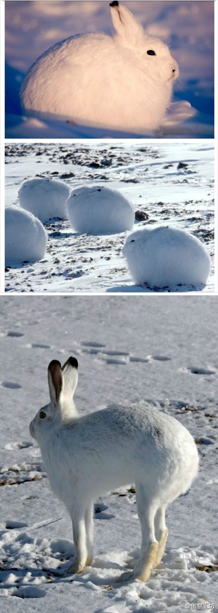 北极兔(arctic hare),是一种适应了北极和山地环境的兔子.