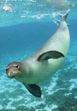 mediterranean monk seal (critically endangered)