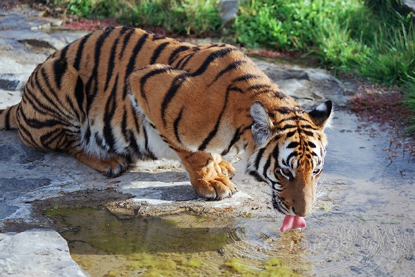 south china tiger (critically endangered)华南虎 极度濒危