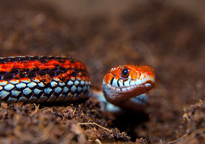 san francisco garter snake (endangered) 旧金山束带蛇 濒危