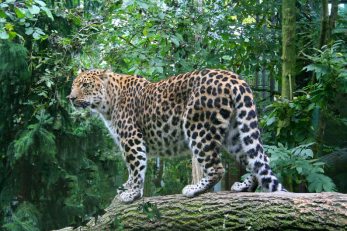 amur leopard (critically endangered) 阿穆尔豹(极危)