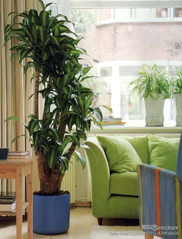 比方说,比较大的植物,可摆放在客厅入口处,大厅角落,楼梯旁等不影响