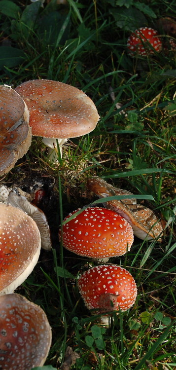 毒蘑菇 