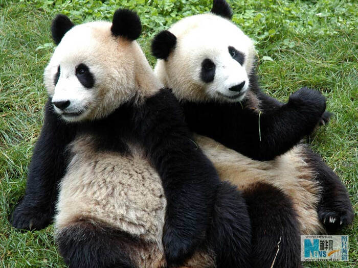 8月26日,在中国保护大熊猫研究中心,两只…-堆