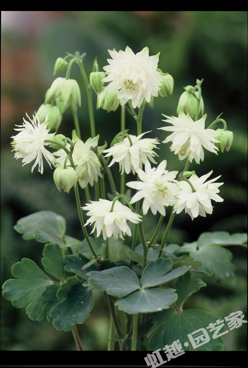 耧斗菜 酸甜冰沙 aquilegia lime sorbet 无花距,重瓣花鲜嫩且淡绿白