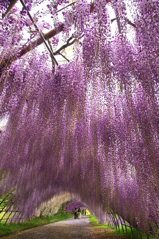 kawachi 紫藤花园 ,于日本福冈