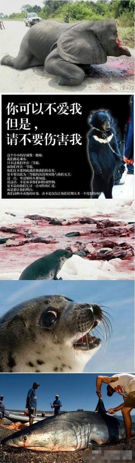 你可以不爱我,但是不要伤害我!保护动物!
