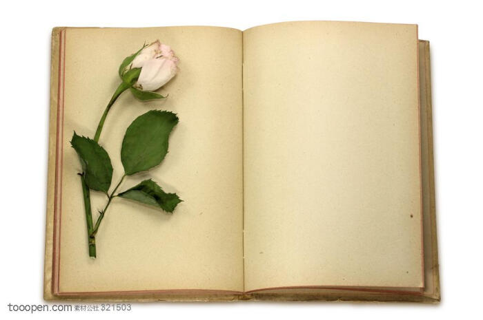 古老书籍-展开的一本古老书籍上的一支玫瑰花生活用品图片素材