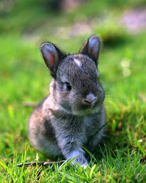 【可爱】可爱的小兔兔