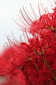 曼珠沙华-红色的彼岸花,花开一千年,花落一千年,花叶永不相见.