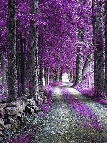 植物 自然 美景 树 旅行风景 紫色的风景.