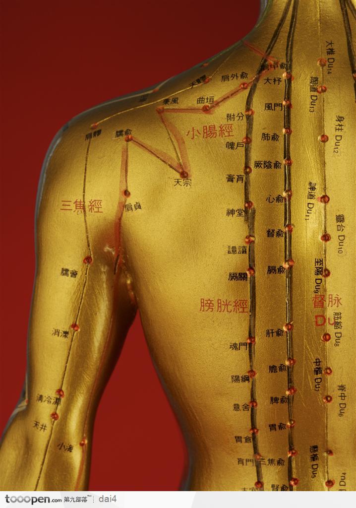 中医医疗-背部的穴位工业科技图片素材