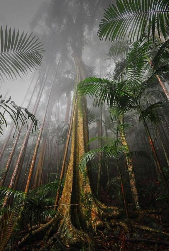 澳大利亚 昆士兰 ,坦伯林山热带雨林