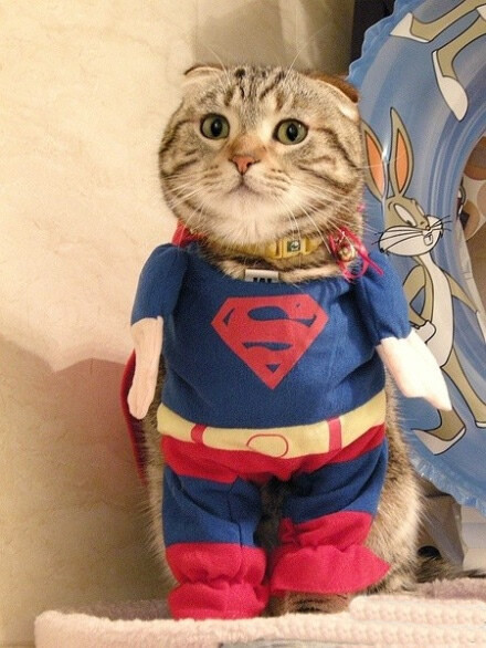 超人猫,简直太帅了