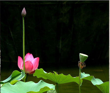 难得一见的佛教五大奇花 莲花——佛家把莲花看成圣洁之花.
