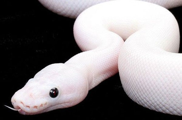 【白蛇】白色的蛇可能是各种品种的蛇的白化后代,你想养白素贞小白么?