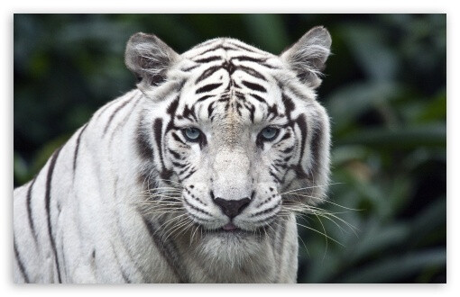 属于哺乳纲,食肉目,猫科,豹属.白色的老虎在印度是神的象征!