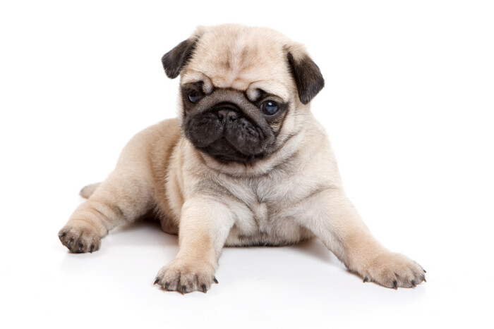 【巴哥犬 pug(或称哈巴狗)富有魅力而且高雅,18世纪末正式命名为"