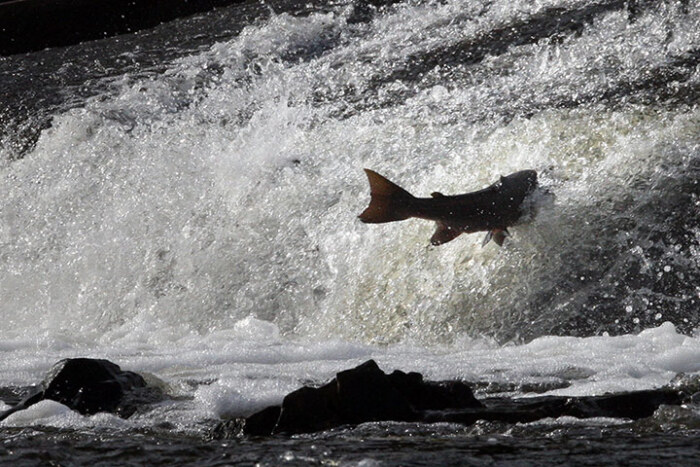 苏格兰的塞尔扣克,大马哈鱼在埃特里克河中…
