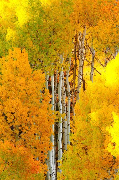 桦树林秋季,科罗拉多州.酷旅图 http://www.coollvtu.com
