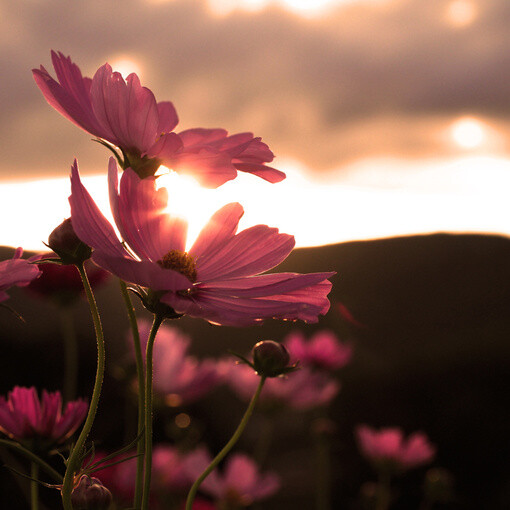 夕阳花 