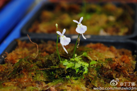 桑德森狸藻utricularia sandersonii