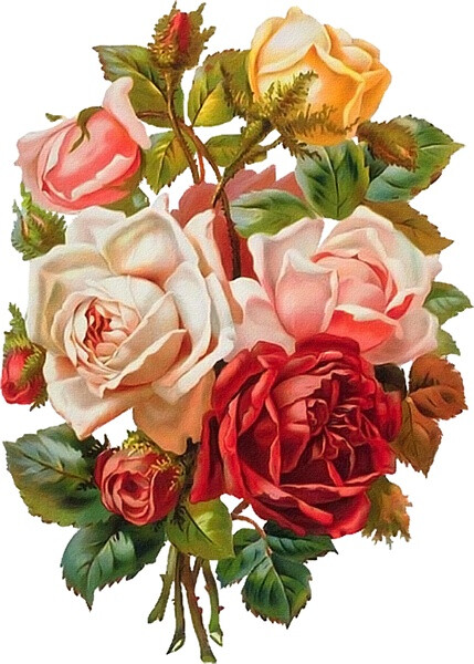白底花素材