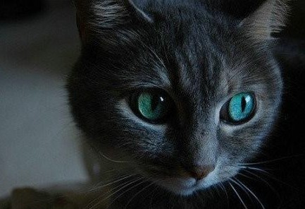 这只灰猫真美!