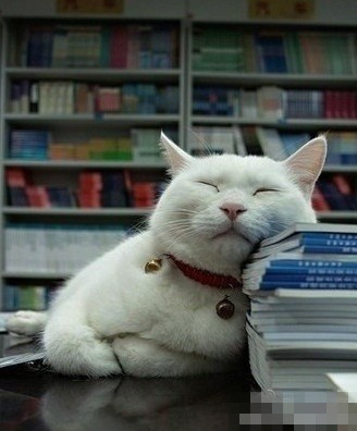 cafemeow 【猫舍】考试近了,学习累了,要多注意休息