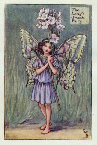 the lady"s smock fairy.插画师:cicely mary barke