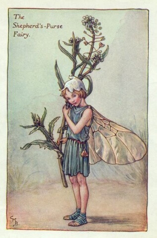 the shepherd"s-purse fairy.插画师:cicely mary barke