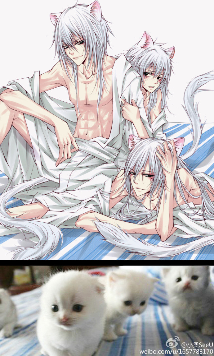 猫咪 动物拟人