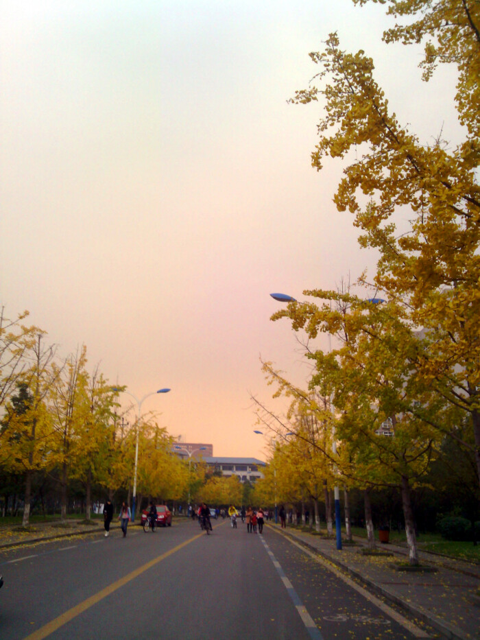 重庆大学虎溪校园美景~~银杏道