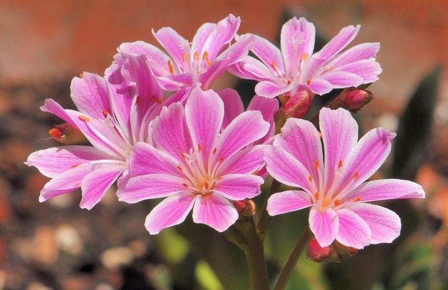 露薇花(lewisia cotyledon)