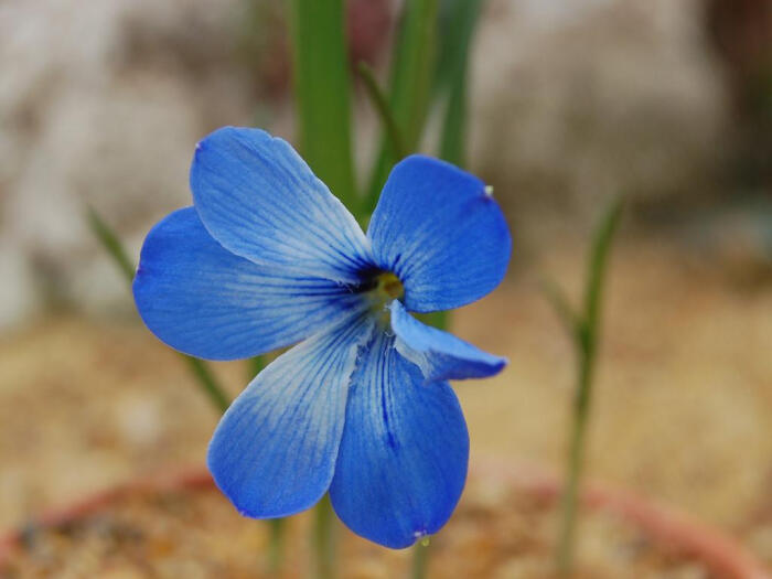 智利蓝番红花(tecophilaea cyanocrocus)