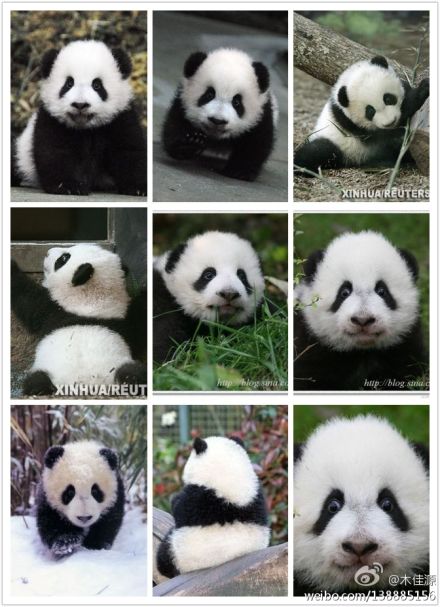 可爱的熊猫宝宝