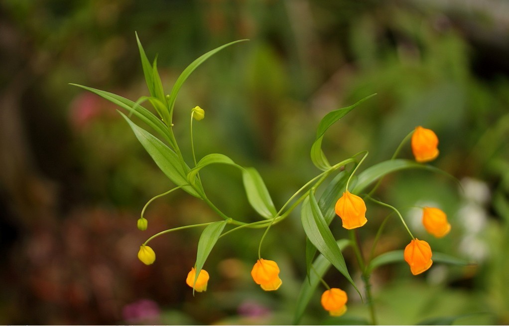 宫灯百合(sandersonia aurantiaca)~来自人人小站——宿根球根花卉