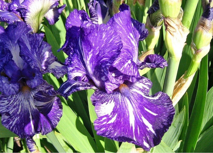 德国鸢尾(iris germanica)