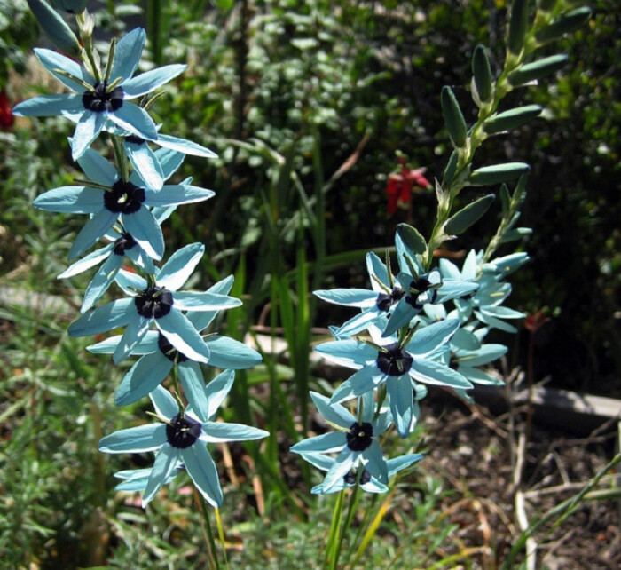 绿松石鸢尾(ixia viridiflora)