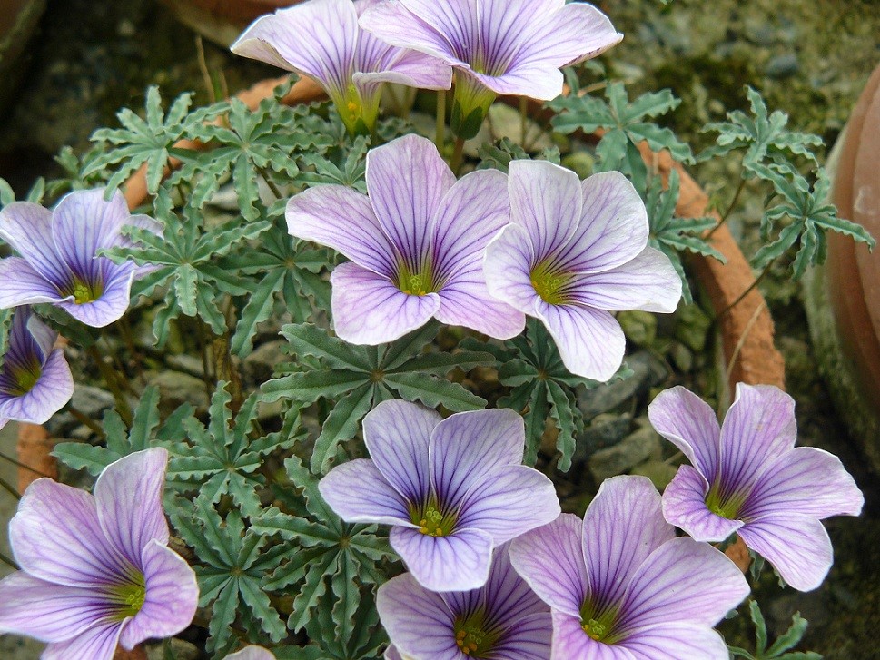 花边酢浆草(oxalis laciniata)